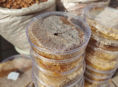Petek Bal İran Balı 1 Kg - İran Petek Balı